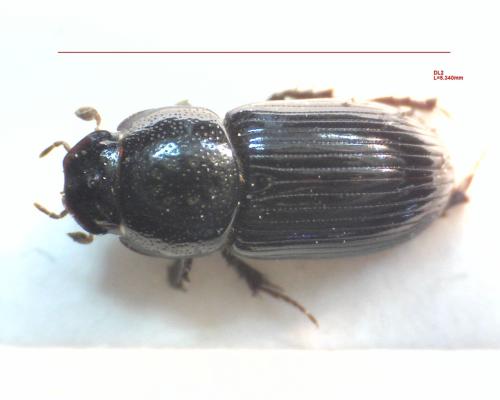 Nialus varians